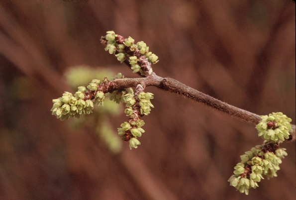 {Rhus aromatica}
